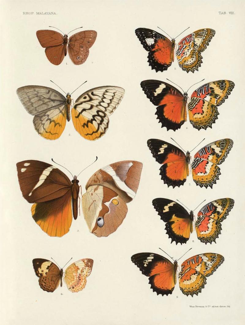 Rhopalocera Malayana -a description of the butterflies of the Malay Peninsula - with 46 coloured plates and 129 woodcuts (TAB VIII) BHL46291631