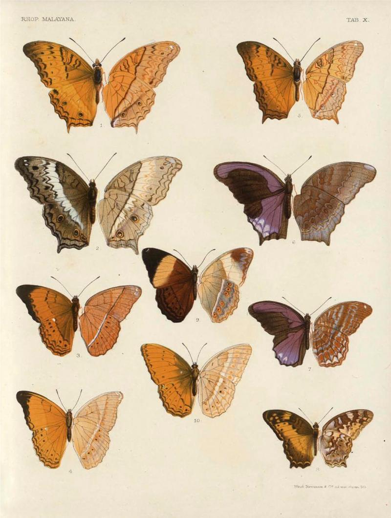 Rhopalocera Malayana -a description of the butterflies of the Malay Peninsula - with 46 coloured plates and 129 woodcuts (TAB X) BHL46291635