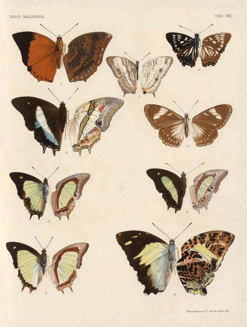 Rhopalocera Malayana -a description of the butterflies of the Malay Peninsula - with 46 coloured plates and 129 woodcuts (TAB XIII) BHL46291641