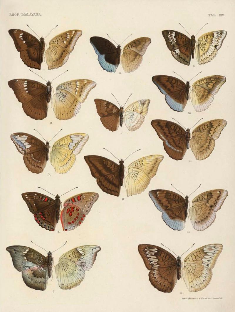 Rhopalocera Malayana -a description of the butterflies of the Malay Peninsula - with 46 coloured plates and 129 woodcuts (TAB XIV) BHL46291643