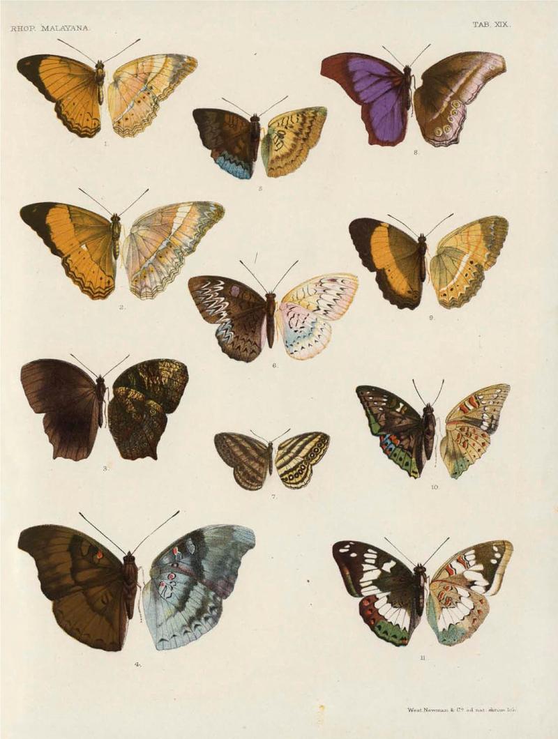 Rhopalocera Malayana -a description of the butterflies of the Malay Peninsula - with 46 coloured plates and 129 woodcuts (TAB XIXI) BHL46291653