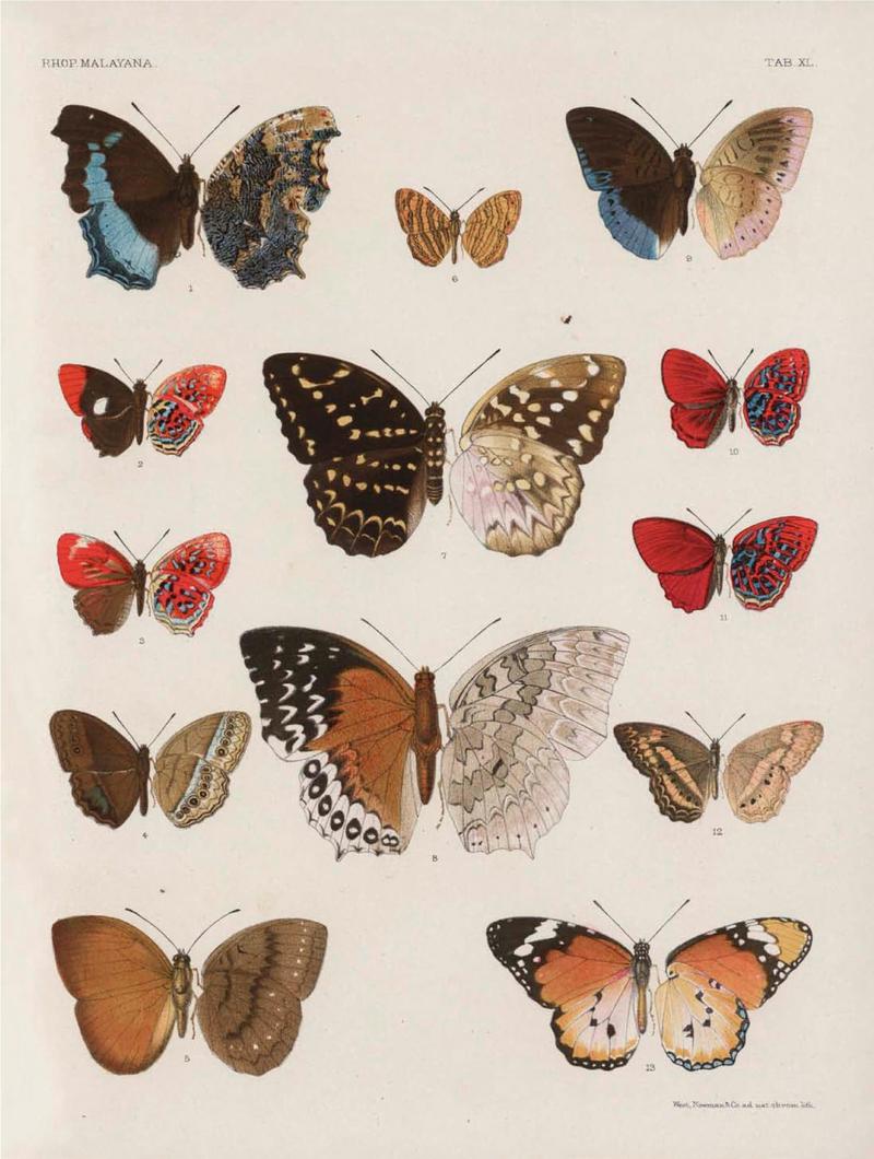 Rhopalocera Malayana -a description of the butterflies of the Malay Peninsula - with 46 coloured plates and 129 woodcuts (TAB XL) BHL46291699