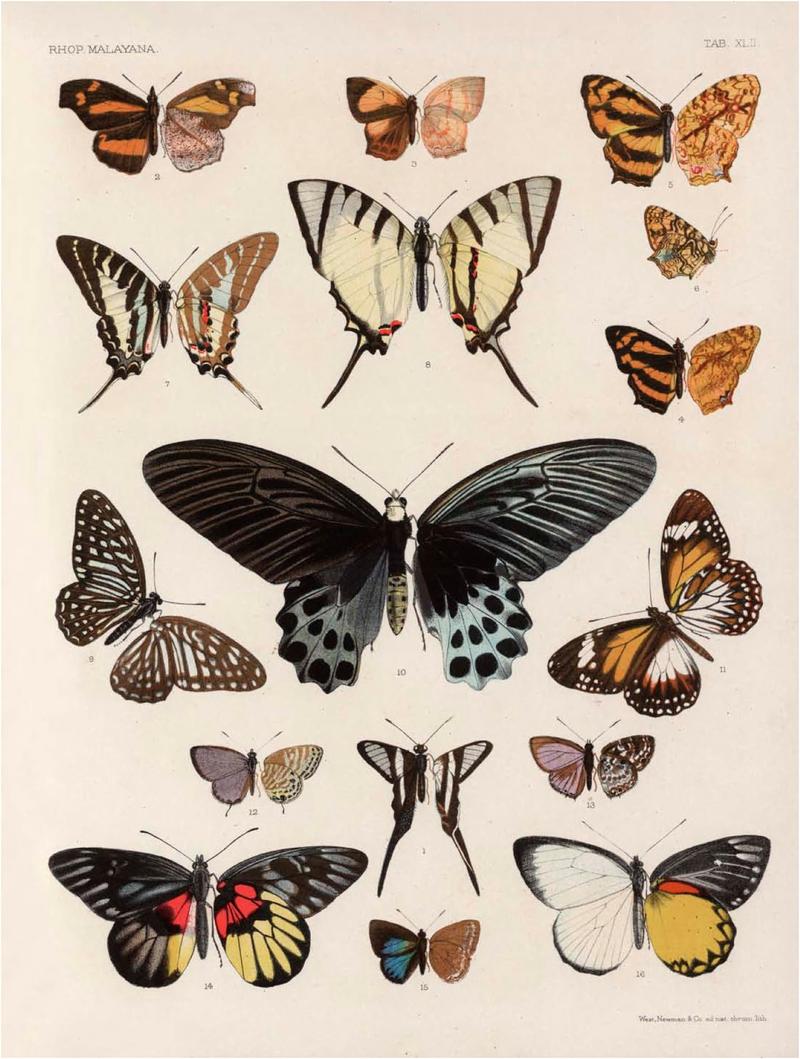 Rhopalocera Malayana -a description of the butterflies of the Malay Peninsula - with 46 coloured plates and 129 woodcuts (TAB XLII) BHL46291703