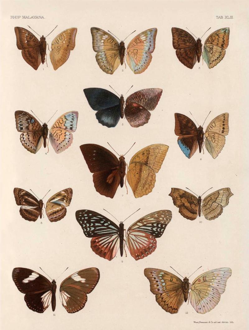 Rhopalocera Malayana -a description of the butterflies of the Malay Peninsula - with 46 coloured plates and 129 woodcuts (TAB XLIII) BHL46291705