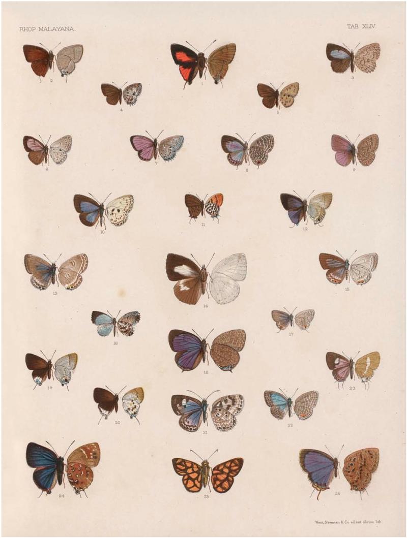 Rhopalocera Malayana -a description of the butterflies of the Malay Peninsula - with 46 coloured plates and 129 woodcuts (TAB XLIV) BHL46291707