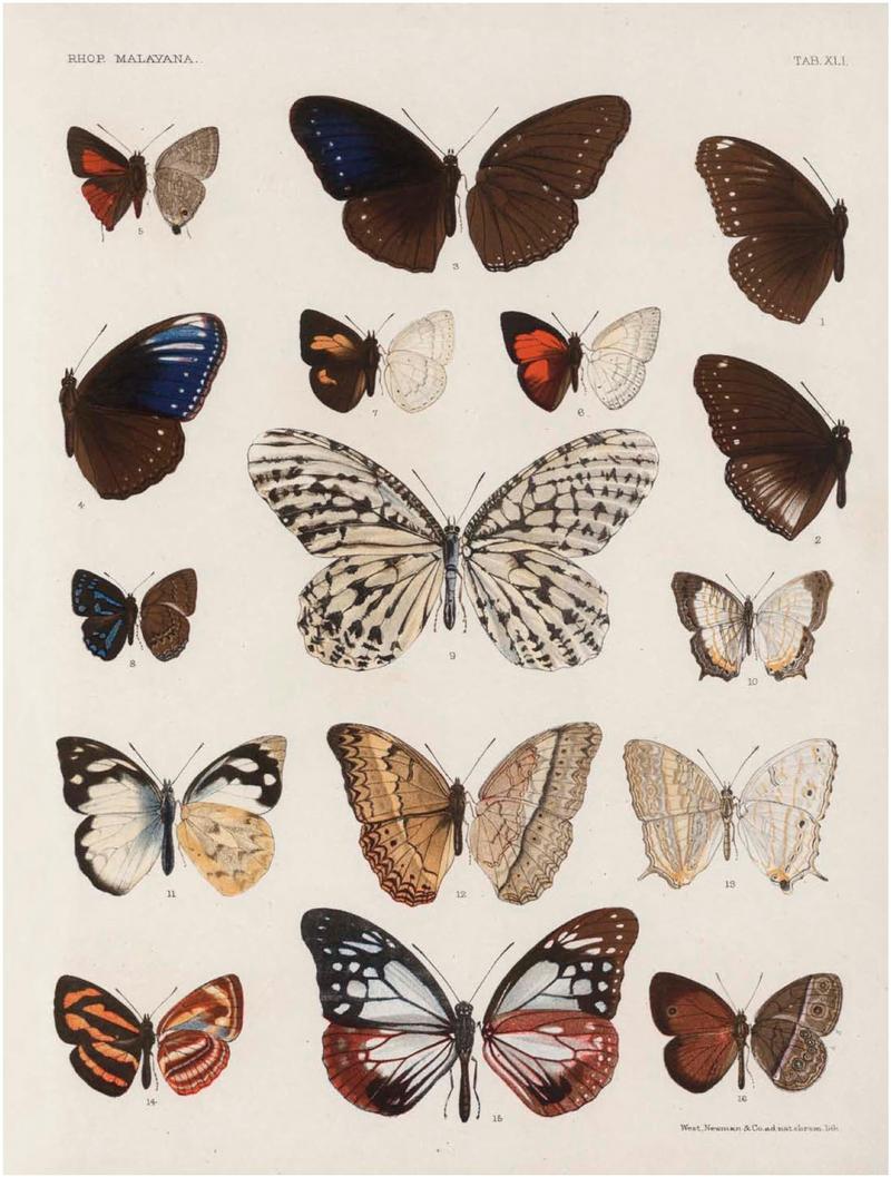 Rhopalocera Malayana -a description of the butterflies of the Malay Peninsula - with 46 coloured plates and 129 woodcuts (TAB XLL) BHL46291701