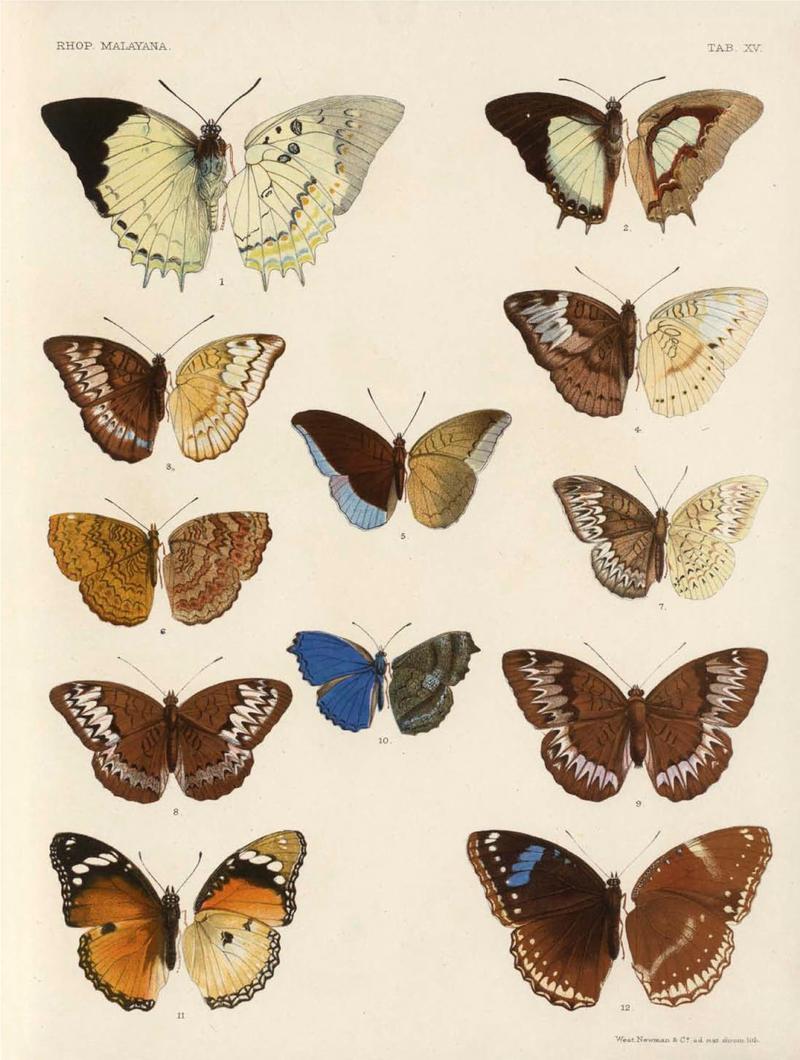 Rhopalocera Malayana -a description of the butterflies of the Malay Peninsula - with 46 coloured plates and 129 woodcuts (TAB XV) BHL46291645