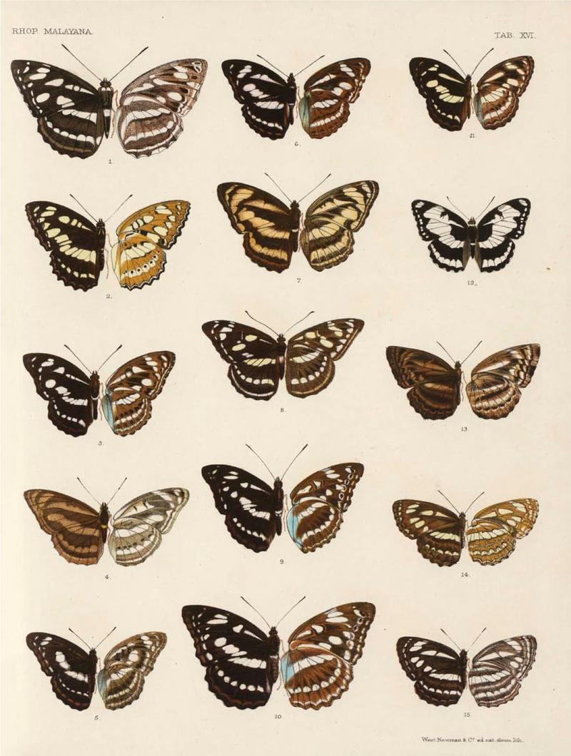 Rhopalocera Malayana -a description of the butterflies of the Malay Peninsula - with 46 coloured plates and 129 woodcuts (TAB XVI) BHL46291647