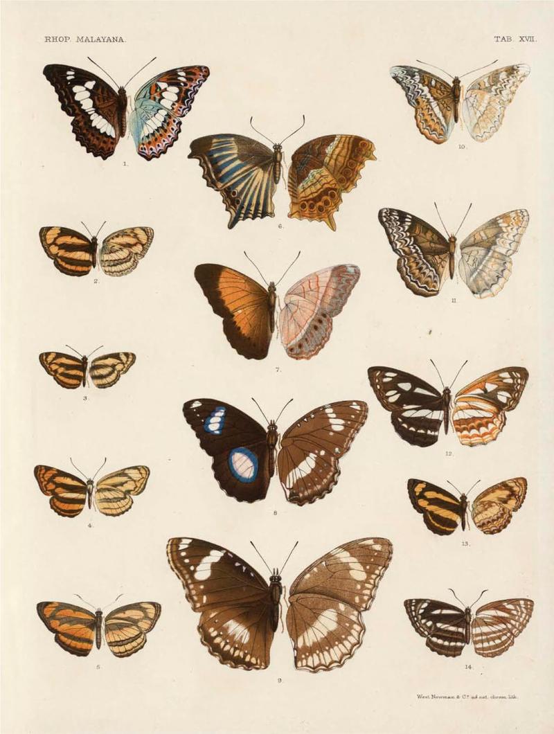 Rhopalocera Malayana -a description of the butterflies of the Malay Peninsula - with 46 coloured plates and 129 woodcuts (TAB XVII) BHL46291649