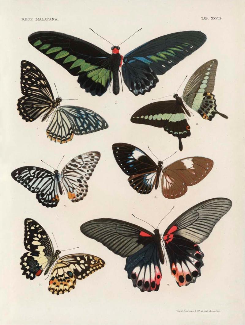 Rhopalocera Malayana -a description of the butterflies of the Malay Peninsula - with 46 coloured plates and 129 woodcuts (TAB XVIIB) BHL46291673
