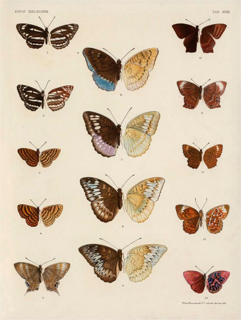 Rhopalocera Malayana -a description of the butterflies of the Malay Peninsula - with 46 coloured plates and 129 woodcuts (TAB XVIII) BHL46291651