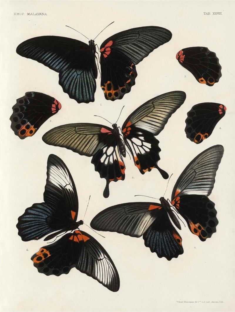 Rhopalocera Malayana -a description of the butterflies of the Malay Peninsula - with 46 coloured plates and 129 woodcuts (TAB XVIII) BHL46291675