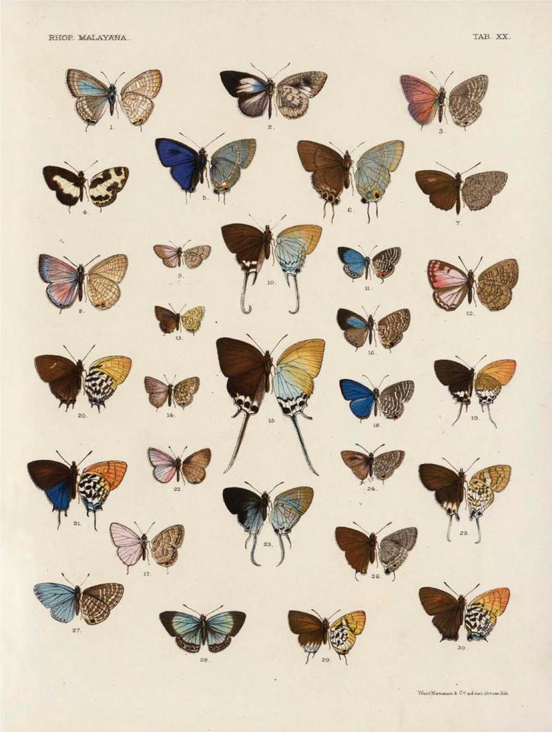 Rhopalocera Malayana -a description of the butterflies of the Malay Peninsula - with 46 coloured plates and 129 woodcuts (TAB XX) BHL46291655