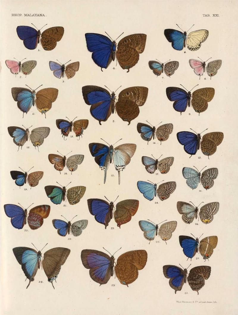 Rhopalocera Malayana -a description of the butterflies of the Malay Peninsula - with 46 coloured plates and 129 woodcuts (TAB XXI) BHL46291657