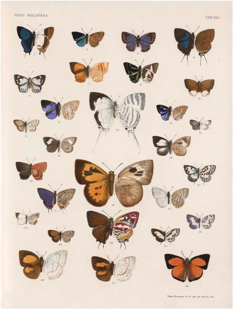 Rhopalocera Malayana -a description of the butterflies of the Malay Peninsula - with 46 coloured plates and 129 woodcuts (TAB XXII) BHL46291659