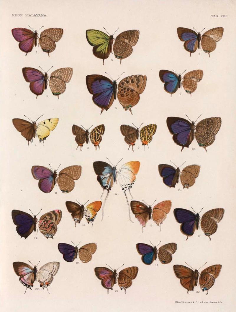 Rhopalocera Malayana -a description of the butterflies of the Malay Peninsula - with 46 coloured plates and 129 woodcuts (TAB XXIII) BHL46291661