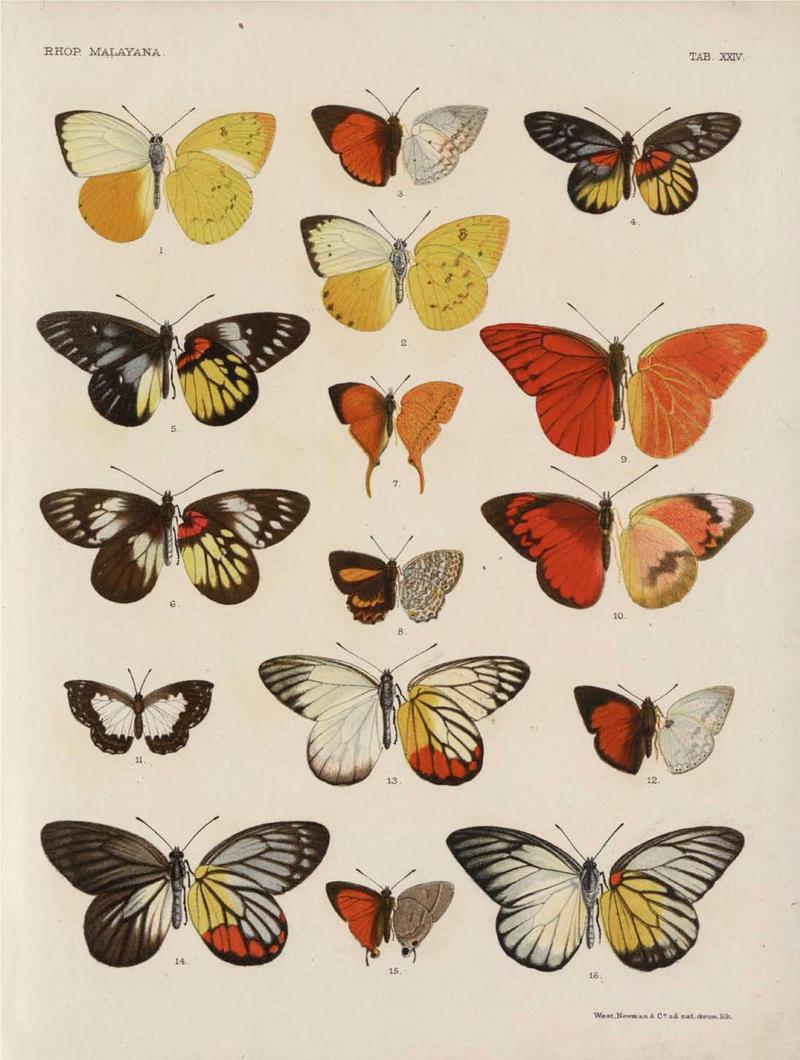Rhopalocera Malayana -a description of the butterflies of the Malay Peninsula - with 46 coloured plates and 129 woodcuts (TAB XXIV) BHL46291663
