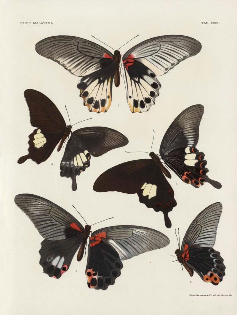 Rhopalocera Malayana -a description of the butterflies of the Malay Peninsula - with 46 coloured plates and 129 woodcuts (TAB XXIX) BHL46291677