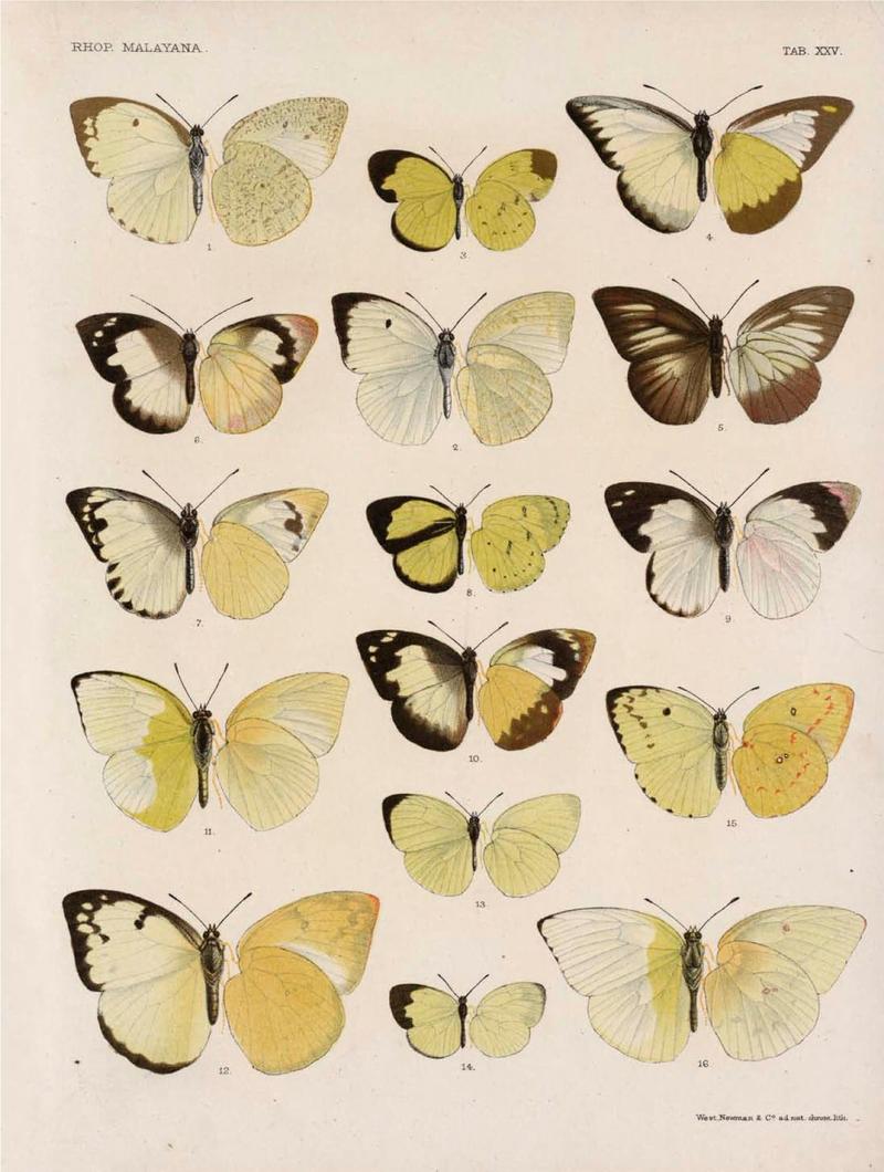 Rhopalocera Malayana -a description of the butterflies of the Malay Peninsula - with 46 coloured plates and 129 woodcuts (TAB XXV) BHL46291665