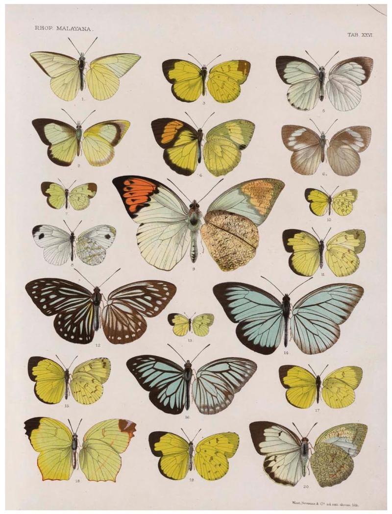 Rhopalocera Malayana -a description of the butterflies of the Malay Peninsula - with 46 coloured plates and 129 woodcuts (TAB XXVI) BHL46291667