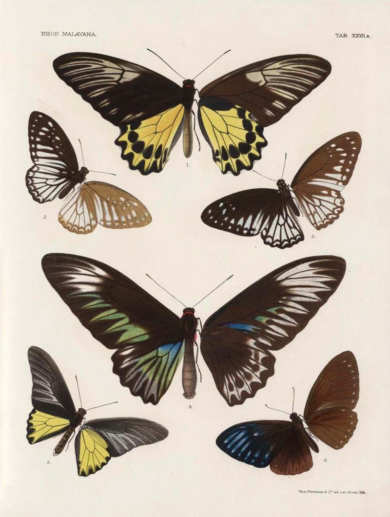 Rhopalocera Malayana -a description of the butterflies of the Malay Peninsula - with 46 coloured plates and 129 woodcuts (TAB XXVIIA) BHL46291671