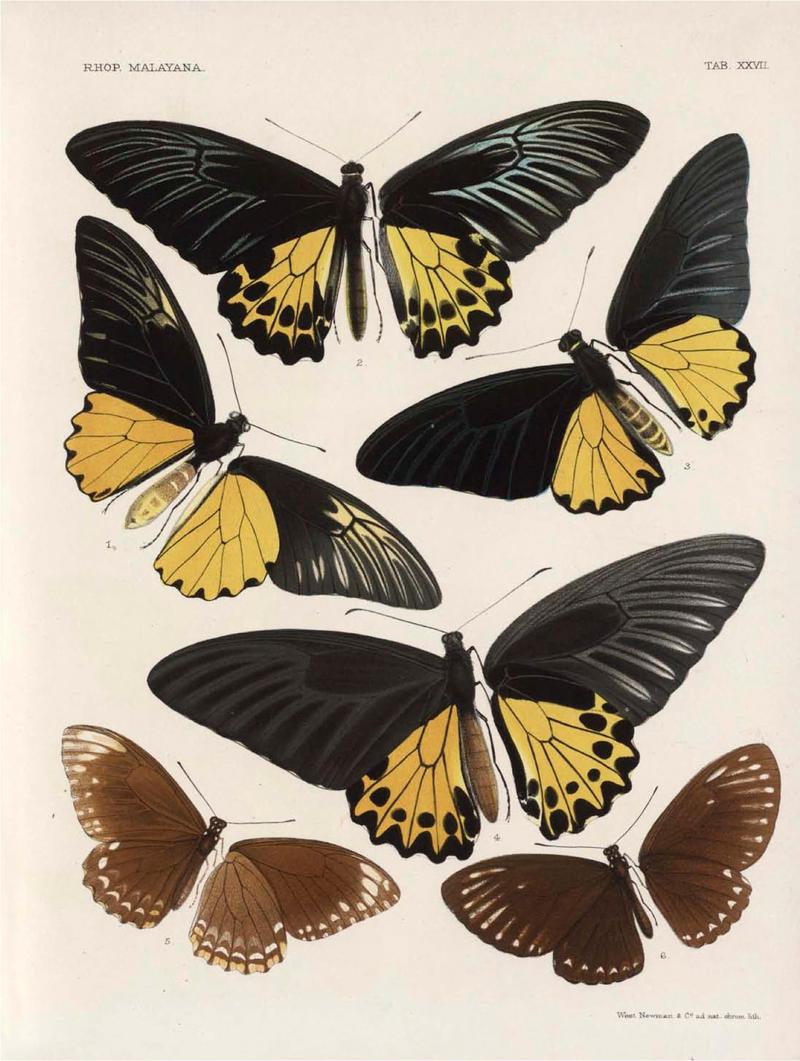 Rhopalocera Malayana -a description of the butterflies of the Malay Peninsula - with 46 coloured plates and 129 woodcuts (TAB XXVIL) BHL46291669