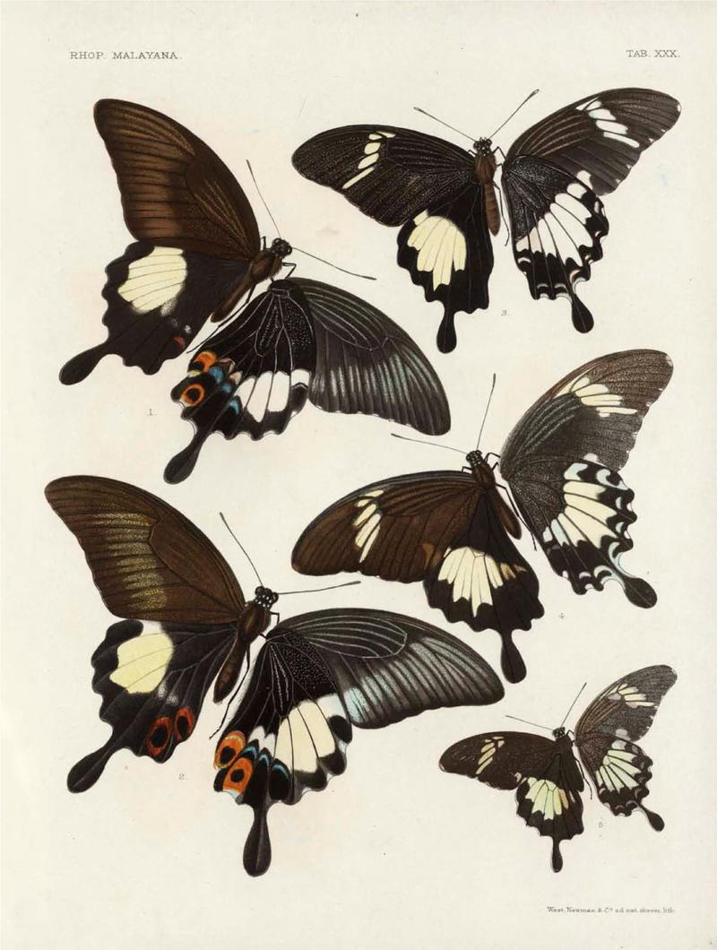 Rhopalocera Malayana -a description of the butterflies of the Malay Peninsula - with 46 coloured plates and 129 woodcuts (TAB XXX) BHL46291679