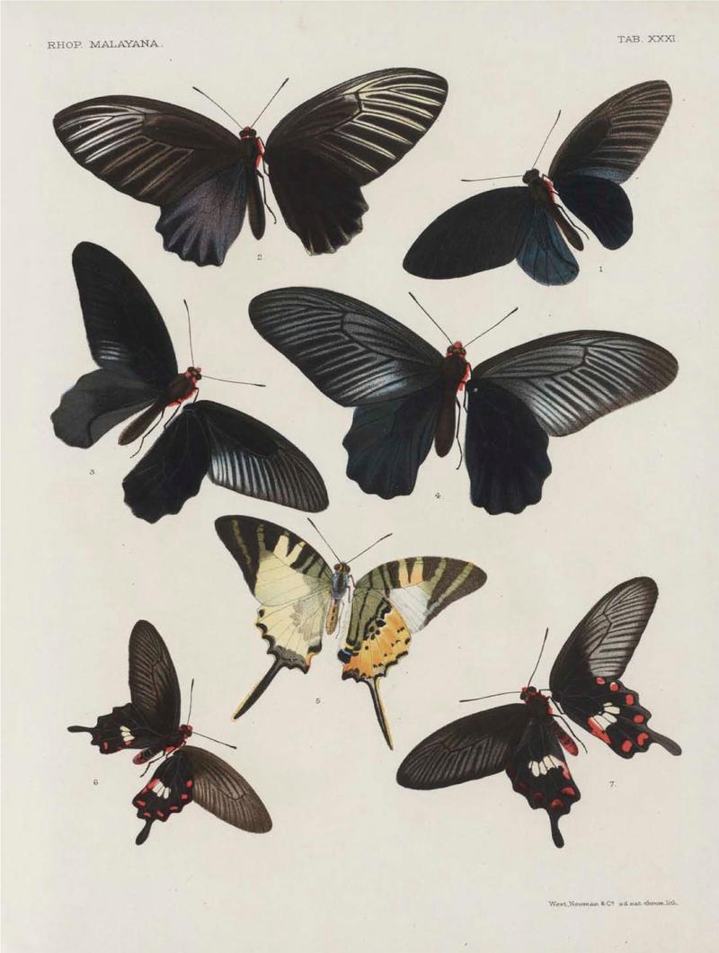 Rhopalocera Malayana -a description of the butterflies of the Malay Peninsula - with 46 coloured plates and 129 woodcuts (TAB XXXI) BHL46291681