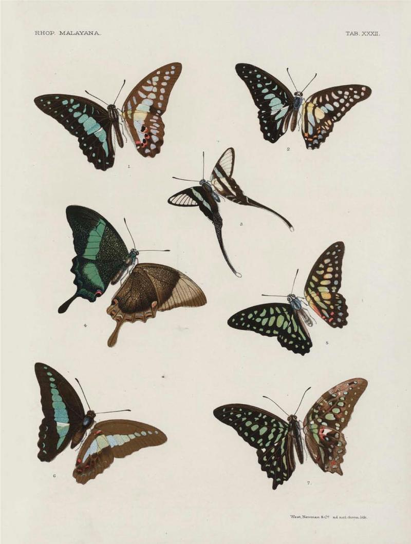 Rhopalocera Malayana -a description of the butterflies of the Malay Peninsula - with 46 coloured plates and 129 woodcuts (TAB XXXII) BHL46291683