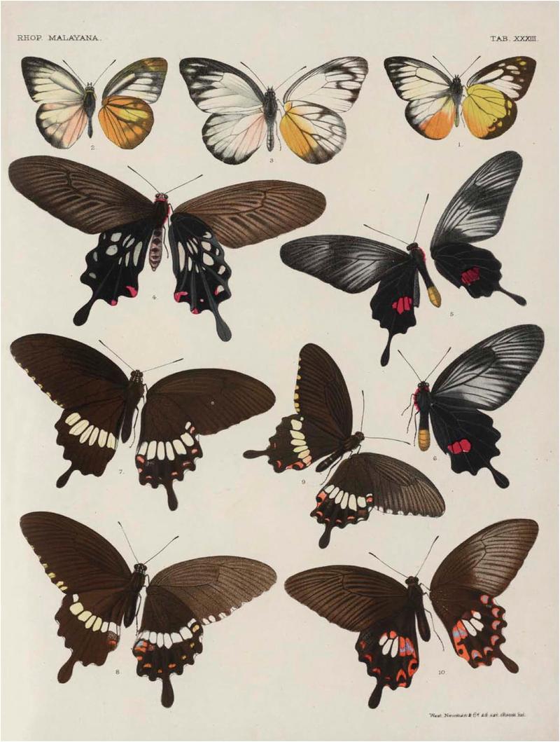 Rhopalocera Malayana -a description of the butterflies of the Malay Peninsula - with 46 coloured plates and 129 woodcuts (TAB XXXIII) BHL46291685