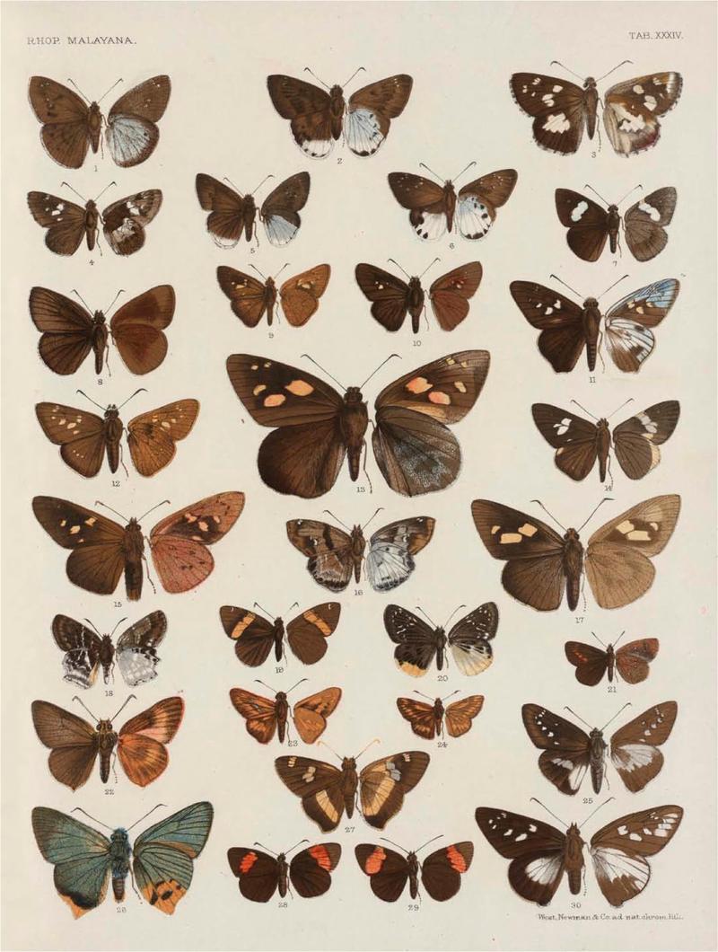 Rhopalocera Malayana -a description of the butterflies of the Malay Peninsula - with 46 coloured plates and 129 woodcuts (TAB XXXIV) BHL46291687