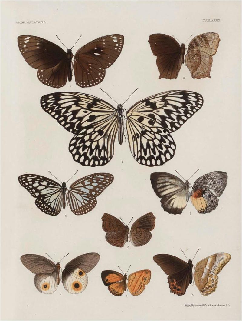 Rhopalocera Malayana -a description of the butterflies of the Malay Peninsula - with 46 coloured plates and 129 woodcuts (TAB XXXIX) BHL46291697