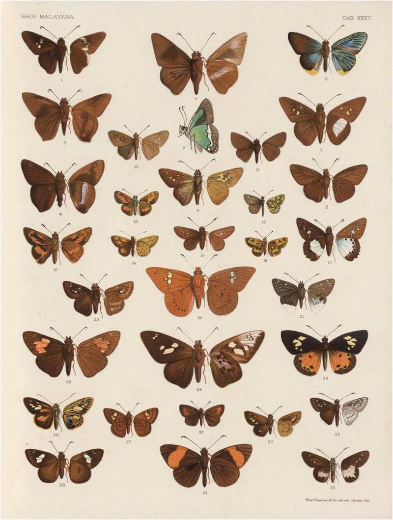 Rhopalocera Malayana -a description of the butterflies of the Malay Peninsula - with 46 coloured plates and 129 woodcuts (TAB XXXV) BHL46291689