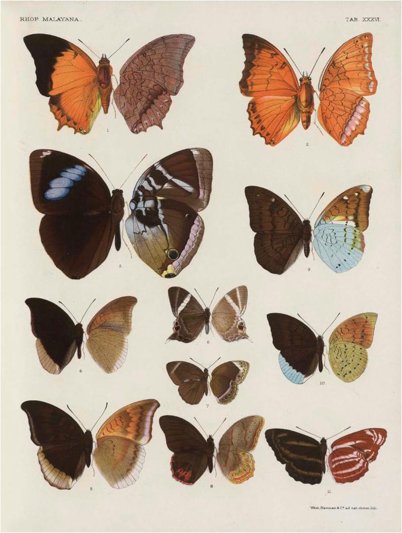 Rhopalocera Malayana -a description of the butterflies of the Malay Peninsula - with 46 coloured plates and 129 woodcuts (TAB XXXVI) BHL46291691