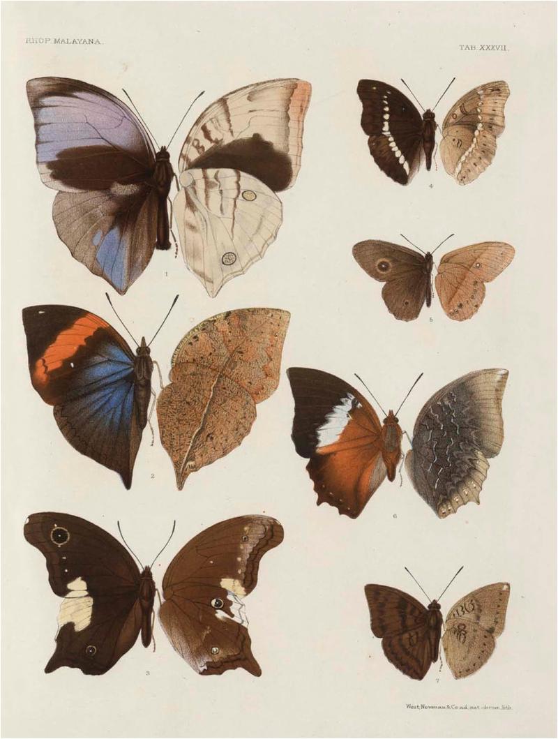 Rhopalocera Malayana -a description of the butterflies of the Malay Peninsula - with 46 coloured plates and 129 woodcuts (TAB XXXVII) BHL46291693