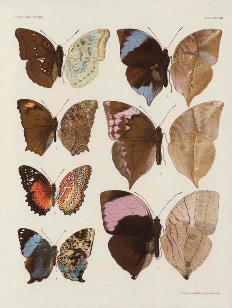 Rhopalocera Malayana -a description of the butterflies of the Malay Peninsula - with 46 coloured plates and 129 woodcuts (TAB XXXVIII) BHL46291695