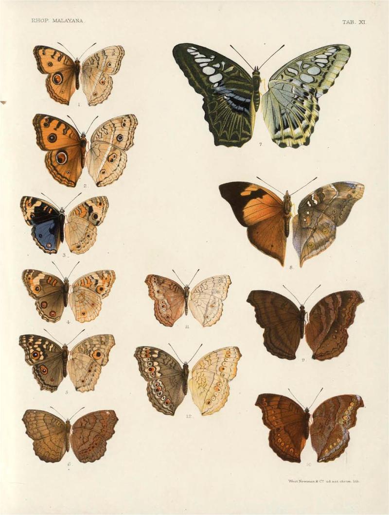 Rhopalocera Malayana -a description of the butterflies of the Malay Peninsula - with 46 coloured plates and 129 woodcuts (TAB Xi) BHL46291637