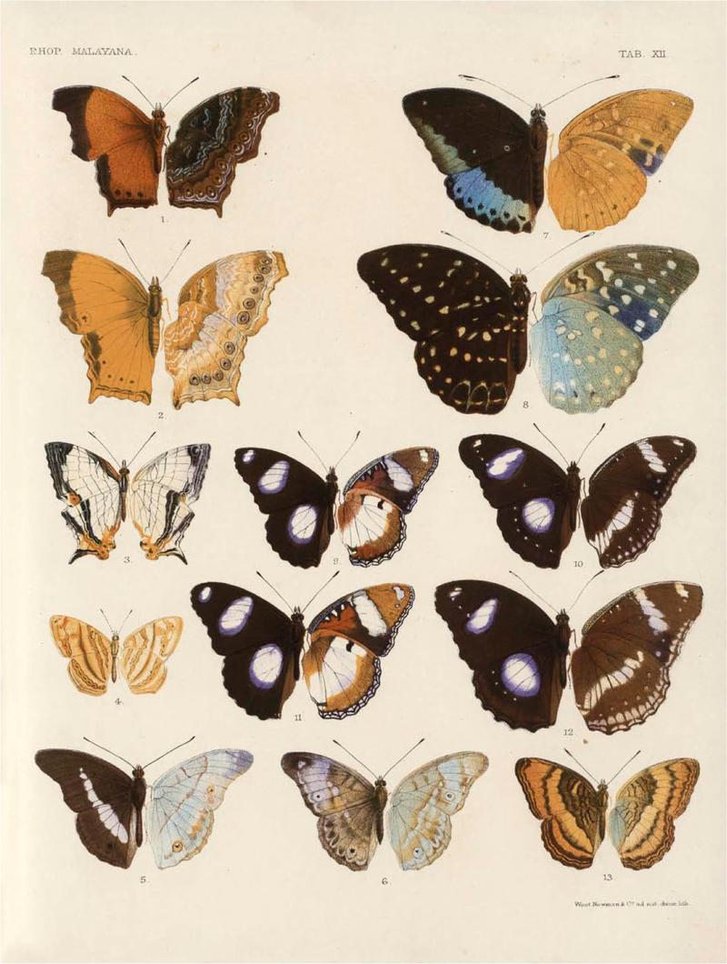 Rhopalocera Malayana -a description of the butterflies of the Malay Peninsula - with 46 coloured plates and 129 woodcuts (TAB Xii) BHL46291639