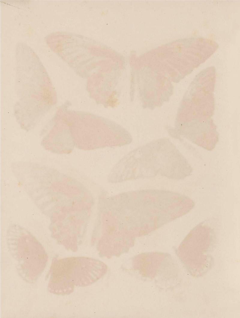 Rhopalocera Malayana -a description of the butterflies of the Malay Peninsula - with 46 coloured plates and 129 woodcuts BHL46291670