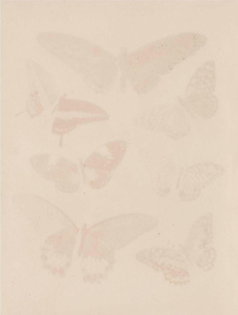 Rhopalocera Malayana -a description of the butterflies of the Malay Peninsula - with 46 coloured plates and 129 woodcuts BHL46291674