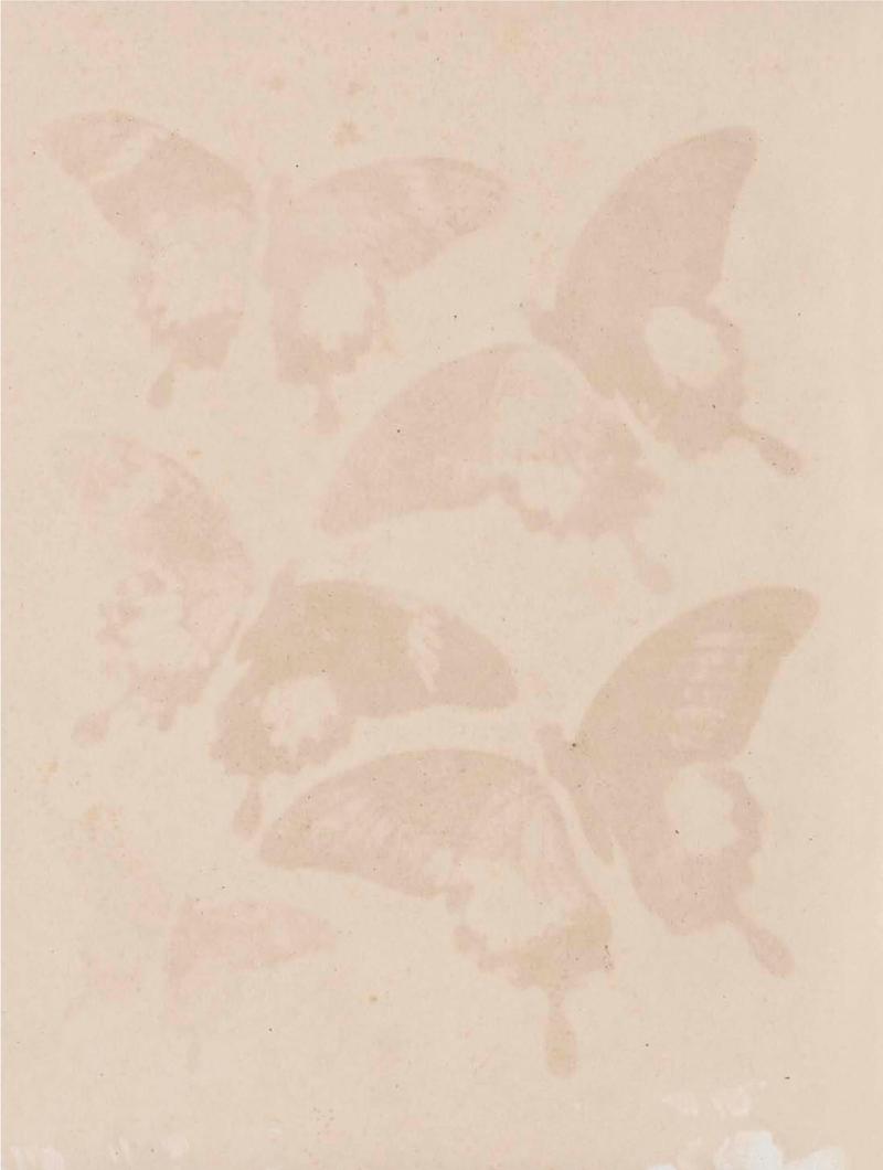 Rhopalocera Malayana -a description of the butterflies of the Malay Peninsula - with 46 coloured plates and 129 woodcuts BHL46291680