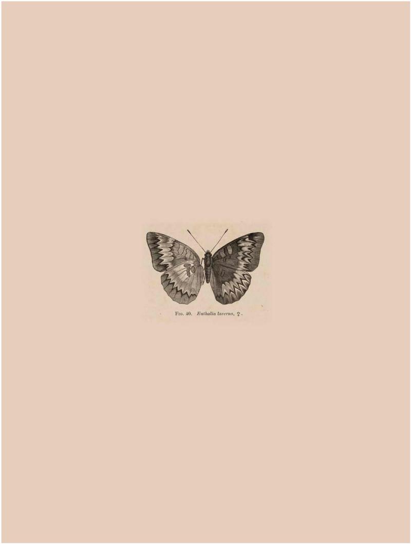 Rhopalocera Malayana -a description of the butterflies of the Malay Peninsula - with 46 coloured plates and 129 woodcuts BHL46291734