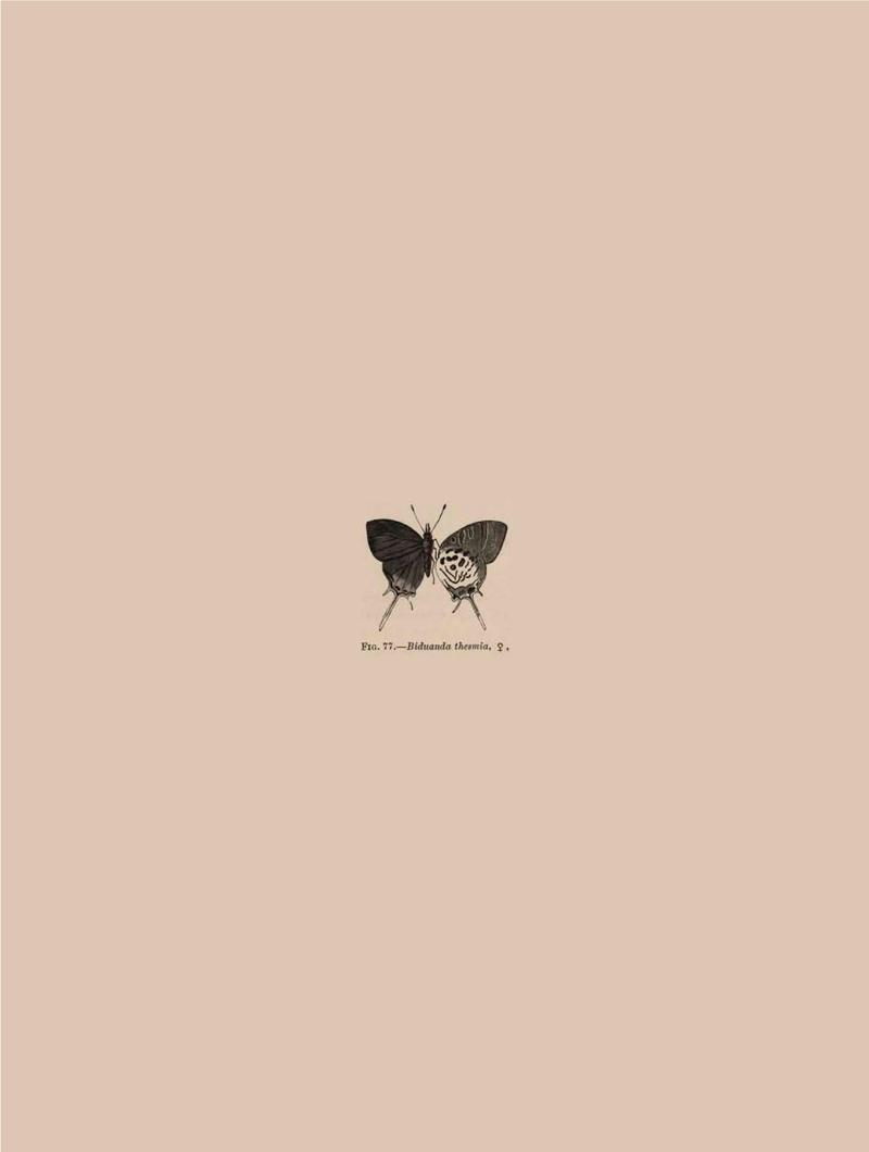 Rhopalocera Malayana -a description of the butterflies of the Malay Peninsula - with 46 coloured plates and 129 woodcuts BHL46291758