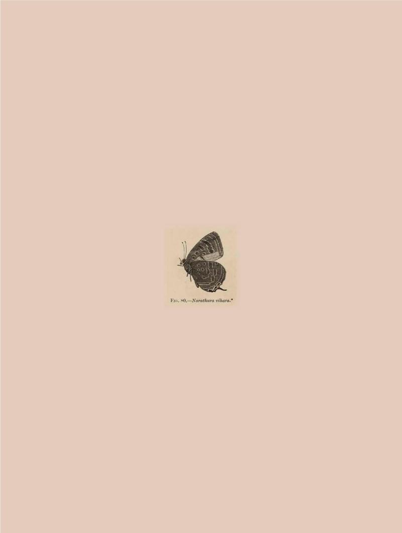 Rhopalocera Malayana -a description of the butterflies of the Malay Peninsula - with 46 coloured plates and 129 woodcuts BHL46291761