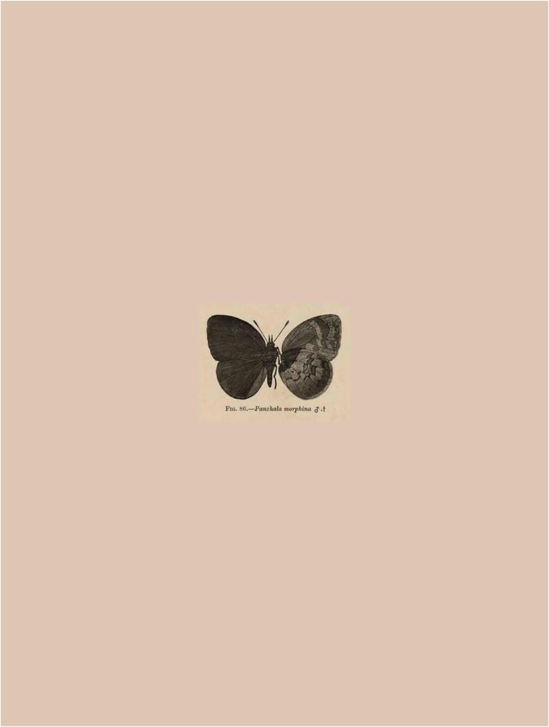 Rhopalocera Malayana -a description of the butterflies of the Malay Peninsula - with 46 coloured plates and 129 woodcuts BHL46291767
