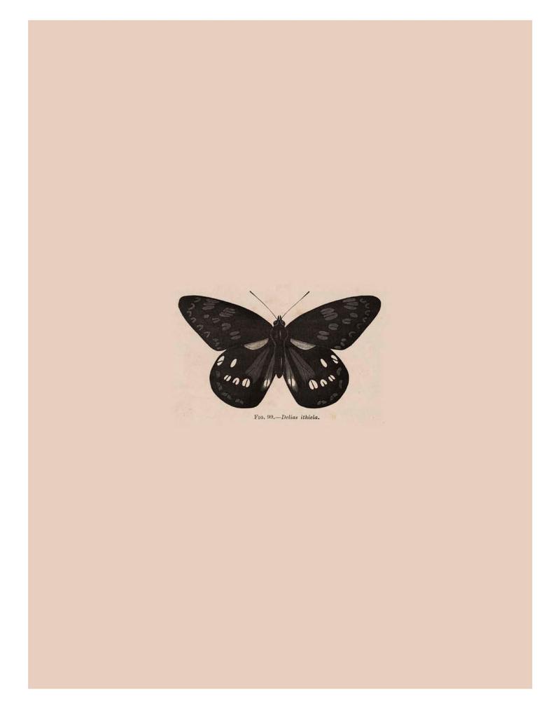 Rhopalocera Malayana -a description of the butterflies of the Malay Peninsula - with 46 coloured plates and 129 woodcuts BHL46291777