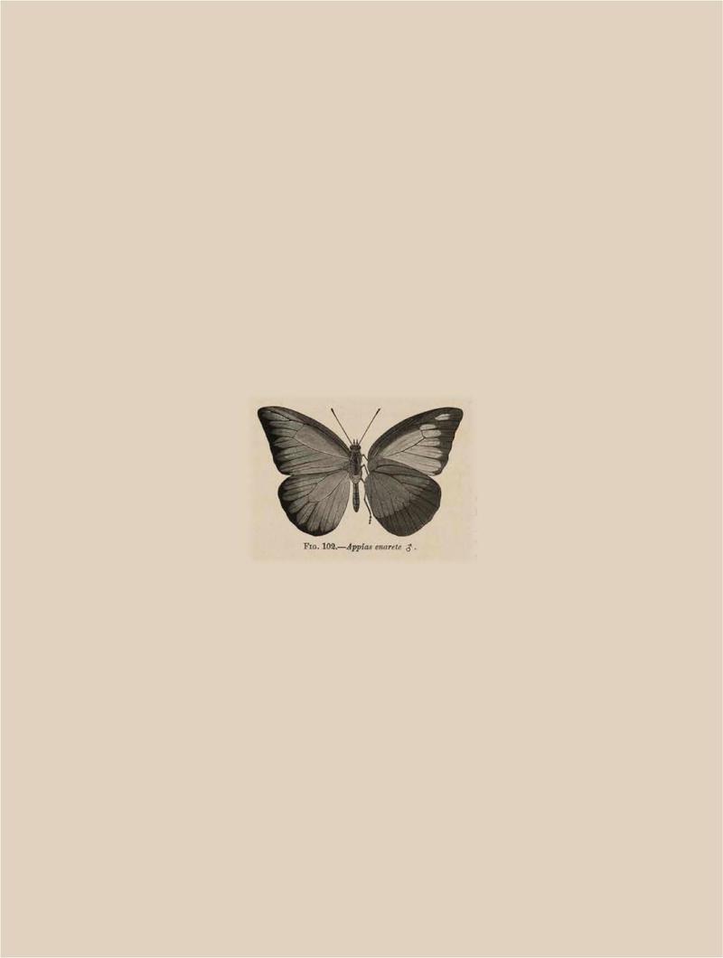 Rhopalocera Malayana -a description of the butterflies of the Malay Peninsula - with 46 coloured plates and 129 woodcuts BHL46291780