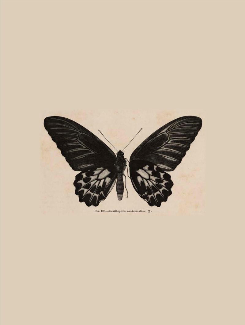 Rhopalocera Malayana -a description of the butterflies of the Malay Peninsula - with 46 coloured plates and 129 woodcuts BHL46291784