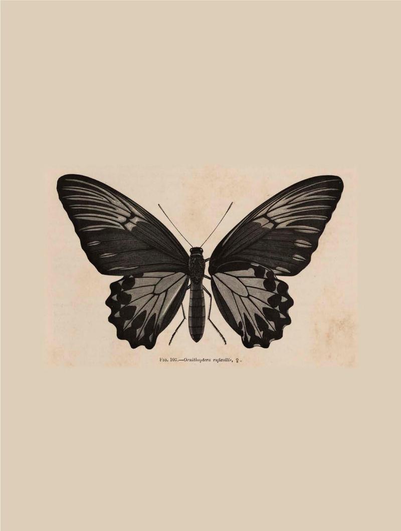 Rhopalocera Malayana -a description of the butterflies of the Malay Peninsula - with 46 coloured plates and 129 woodcuts BHL46291785
