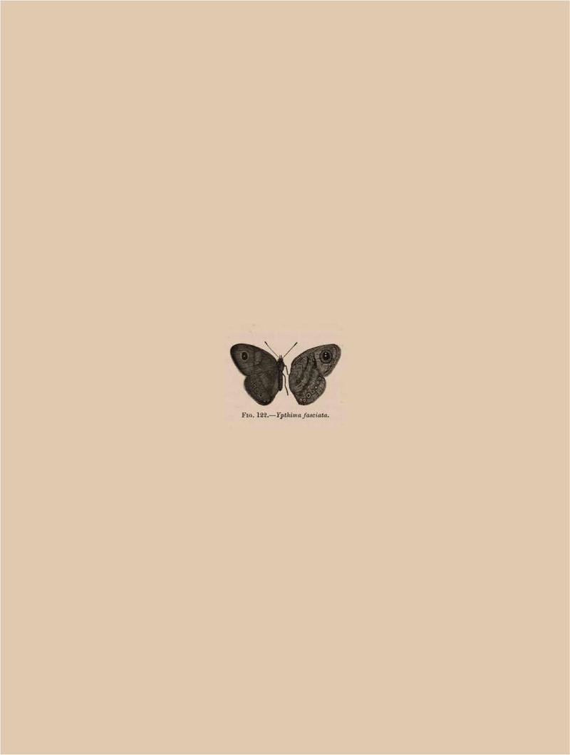 Rhopalocera Malayana -a description of the butterflies of the Malay Peninsula - with 46 coloured plates and 129 woodcuts BHL46291791